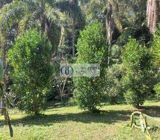 Sítio, 3 quartos, 1 hectares - Foto 32